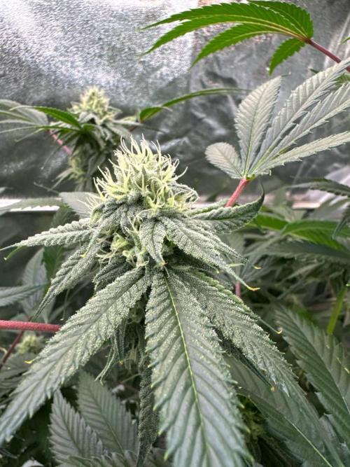 4Z #6 x ZURU. Week 16