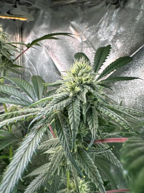 4Z #6 x ZURU. Week 16