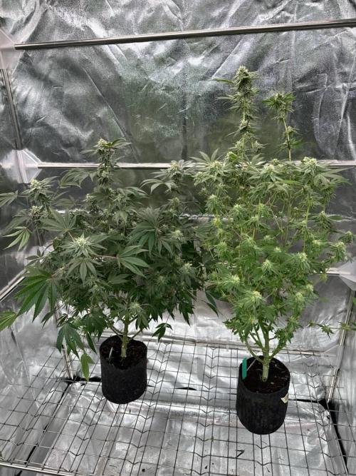 4Z #2 x ZURU. Week 16