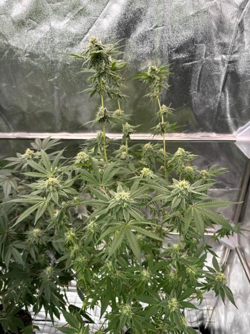 4Z #2 x ZURU. Week 16