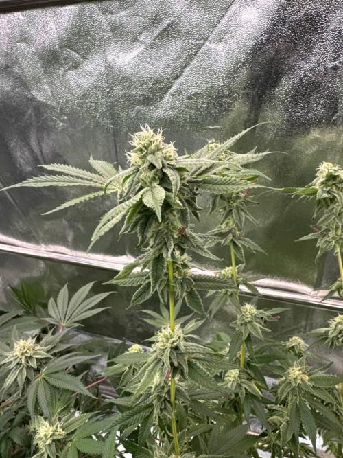 4Z #2 x ZURU. Week 16