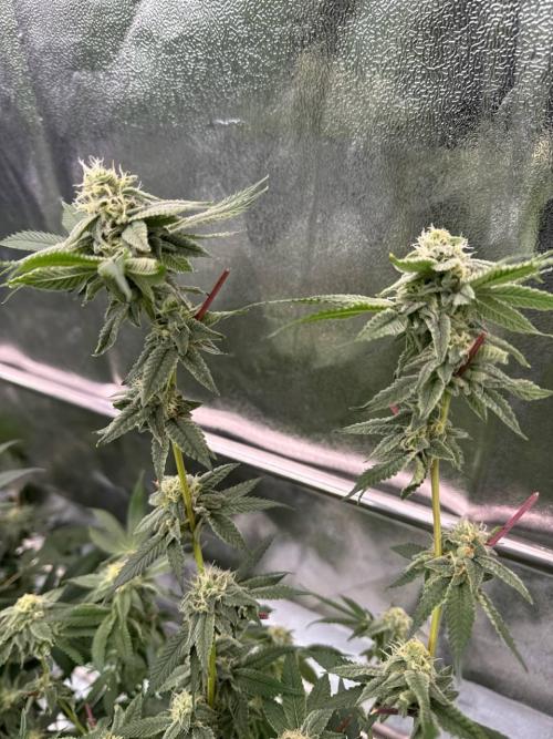 4Z #2 x ZURU. Week 16