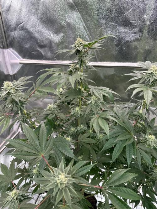 4Z #2 x ZURU. Week 16