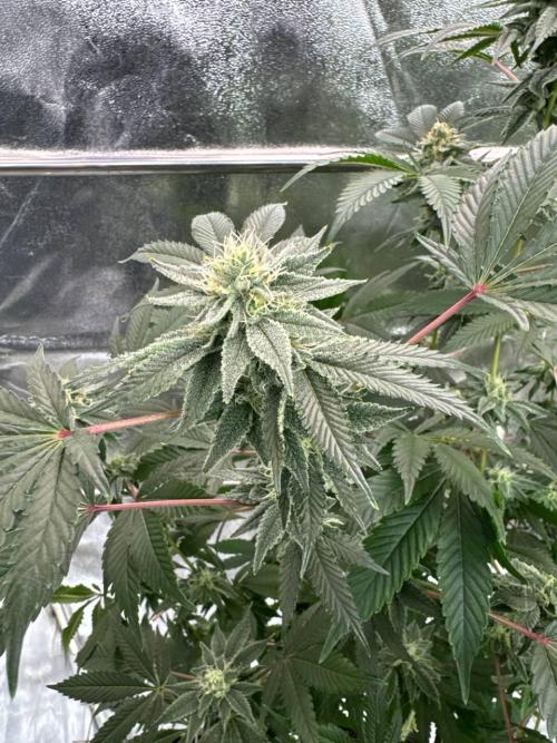 4Z #2 x ZURU. Week 16