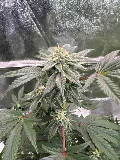 4Z #2 x ZURU. Week 16