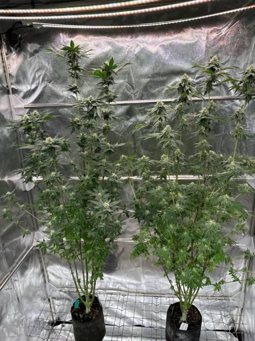 Runtz x OZX. Week 16