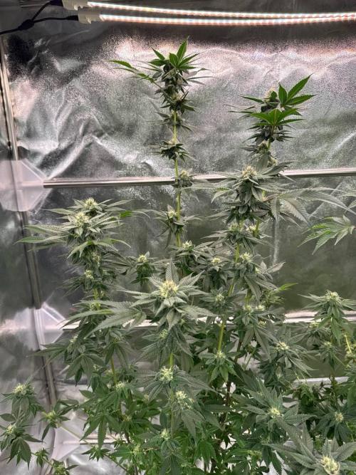 Runtz x OZX. Week 16