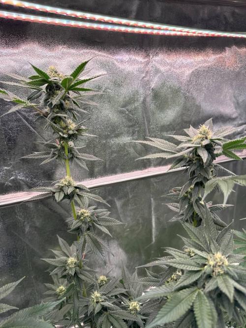 Runtz x OZX. Week 16