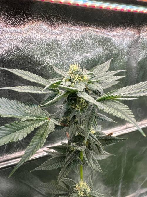 Runtz x OZX. Week 16