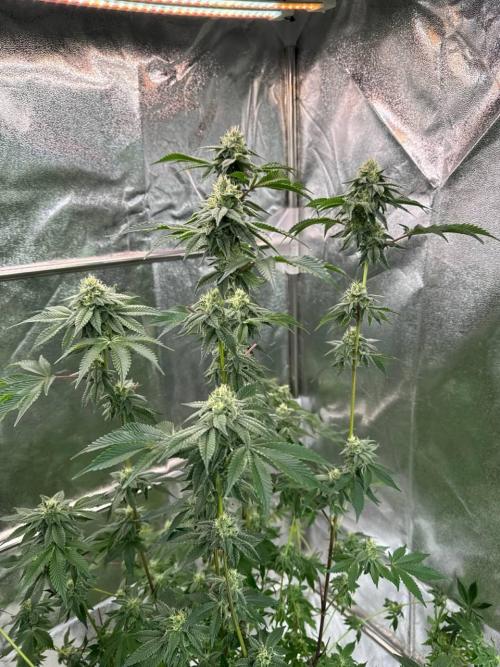 Runtz x OZX. Week 16