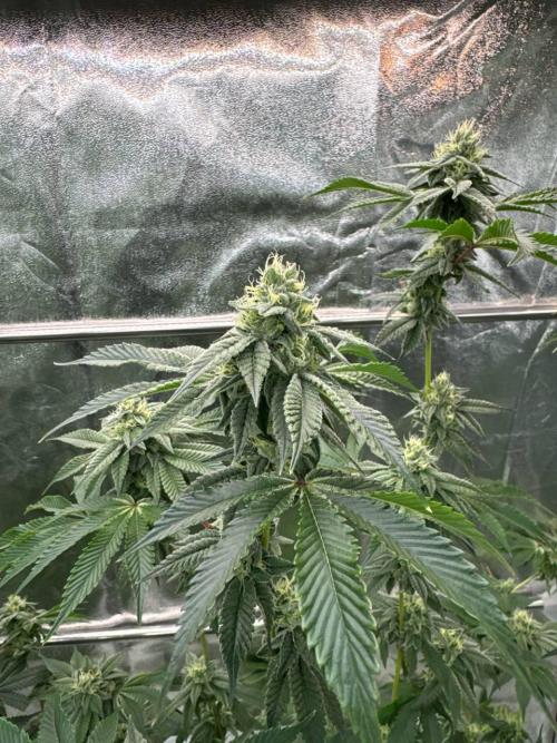 Runtz x OZX. Week 16