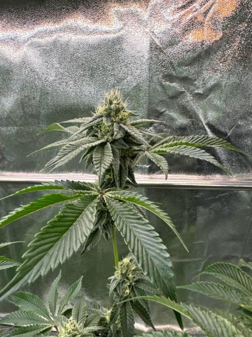 Runtz x OZX. Week 16