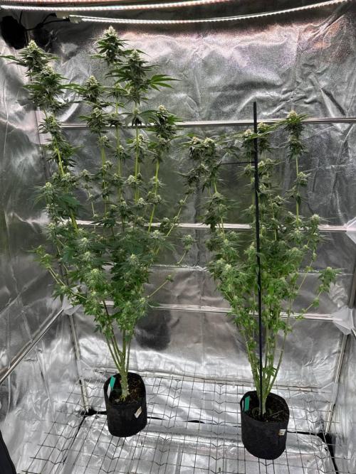 Biscotti x OZX. Week 16