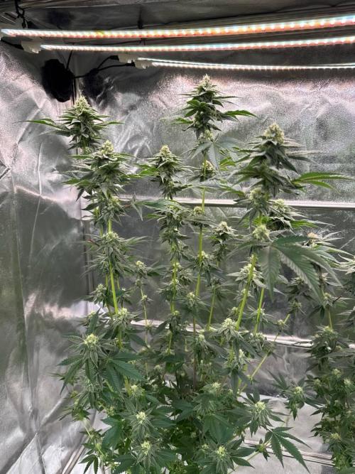 Biscotti x OZX. Week 16