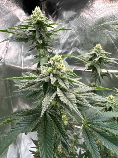 Biscotti x OZX. Week 16