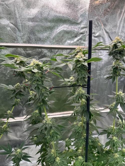 Biscotti x OZX. Week 16