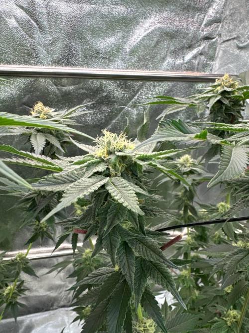 Biscotti x OZX. Week 16