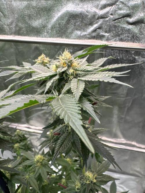 Biscotti x OZX. Week 16