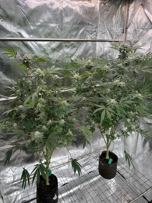 Rainbow Push Pop REG. Week 16