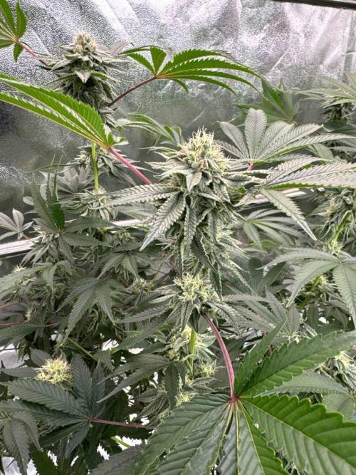 Rainbow Push Pop REG. Week 16