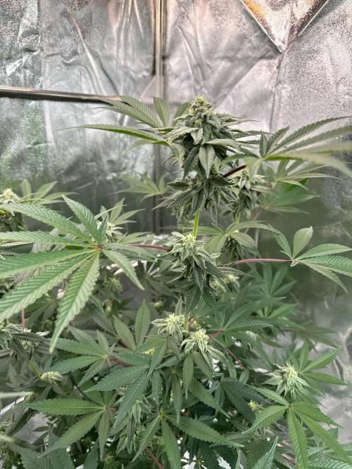 Rainbow Push Pop REG. Week 16