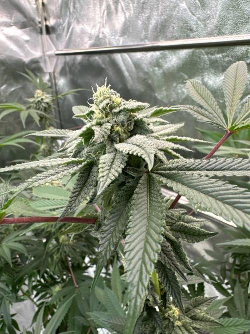 Rainbow Push Pop REG. Week 16