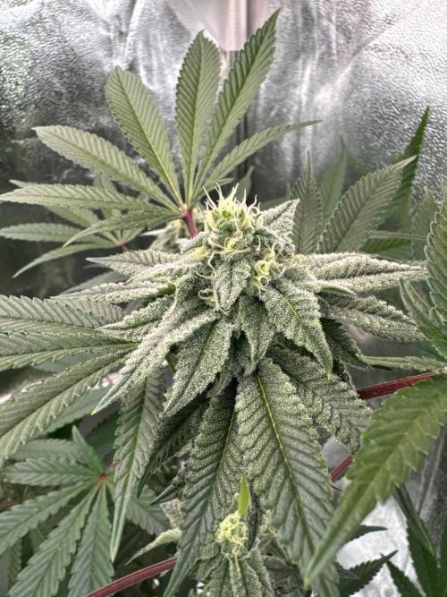 Rainbow Push Pop REG. Week 16