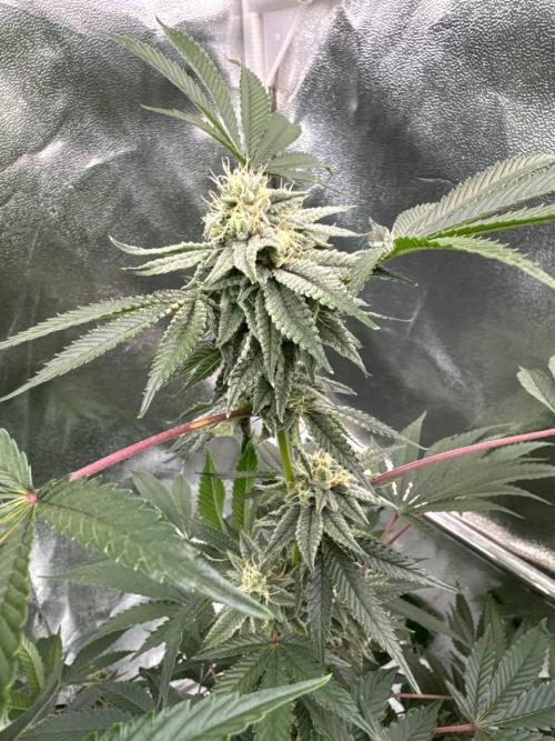 Rainbow Push Pop REG. Week 16