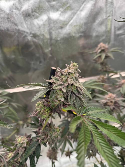 Rainbow Push Pop REG. Week 19