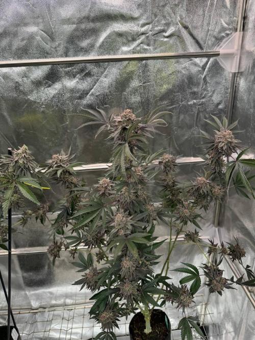 Rainbow Push Pop REG. Week 19