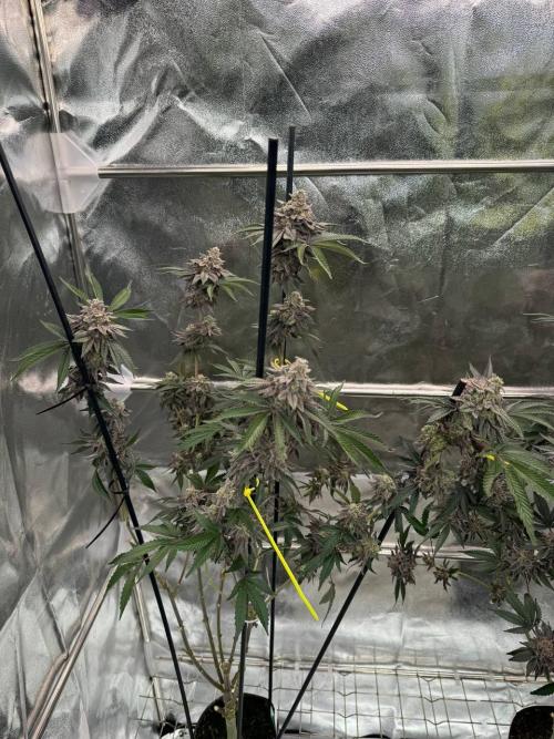 Rainbow Push Pop REG. Week 19