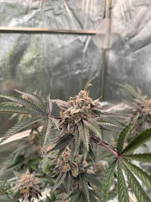 Rainbow Push Pop REG. Week 19