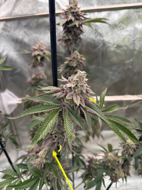 Rainbow Push Pop REG. Week 19