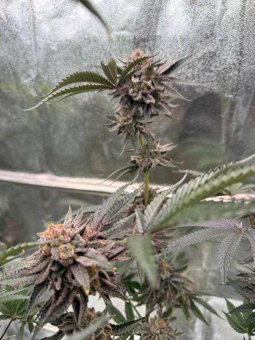 Rainbow Push Pop REG. Week 19