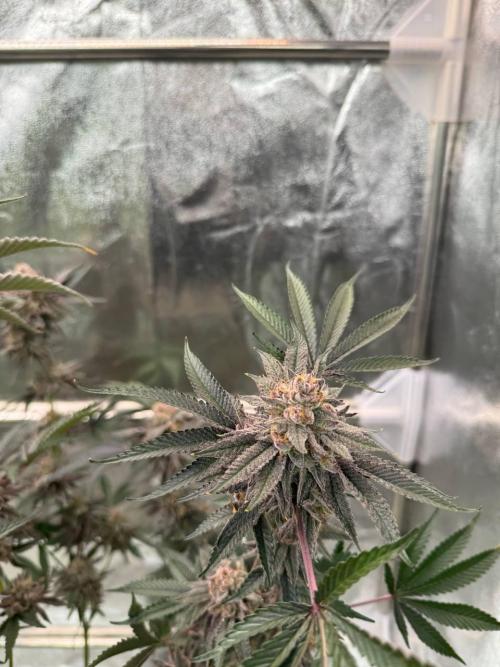 Rainbow Push Pop REG. Week 19