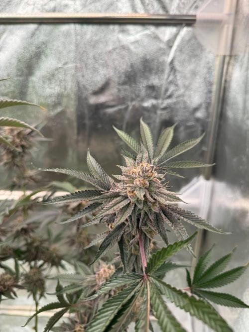 Rainbow Push Pop REG. Week 19