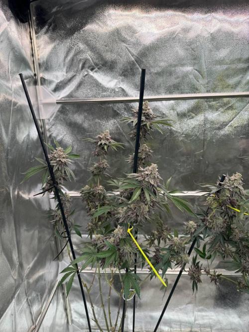 Rainbow Push Pop REG. Week 19