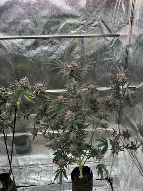 Rainbow Push Pop REG. Week 19