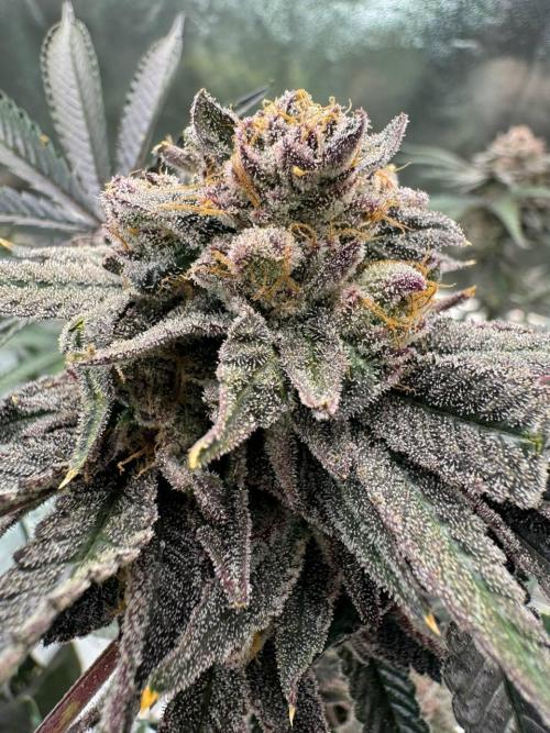 Rainbow Push Pop REG. Week 19