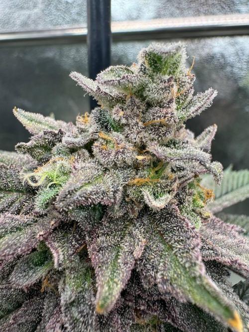 Rainbow Push Pop REG. Week 19