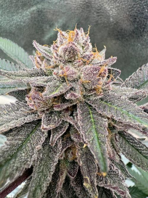 Rainbow Push Pop REG. Week 19