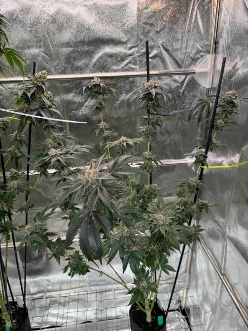 Biscotti x OZX. Week 19