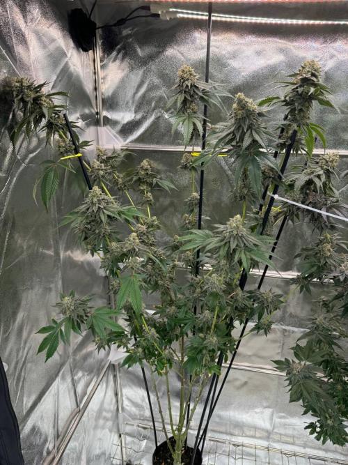 Biscotti x OZX. Week 19