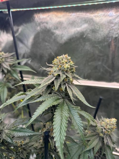 Biscotti x OZX. Week 19