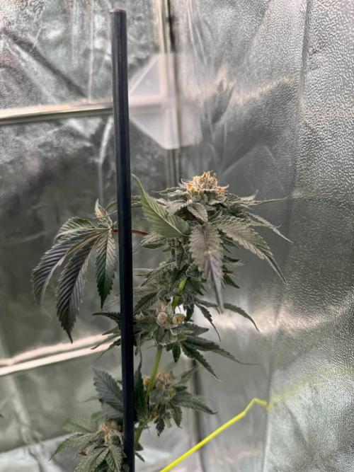 Biscotti x OZX. Week 19