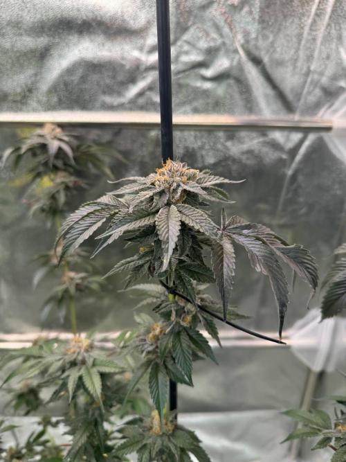 Biscotti x OZX. Week 19