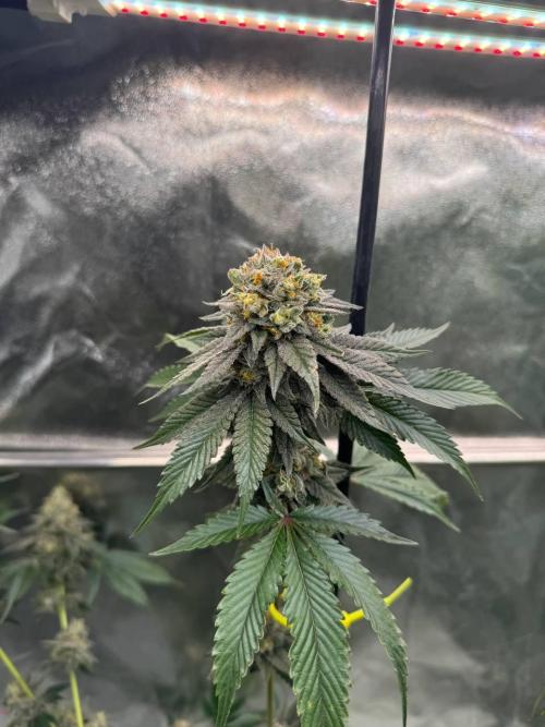 Biscotti x OZX. Week 19