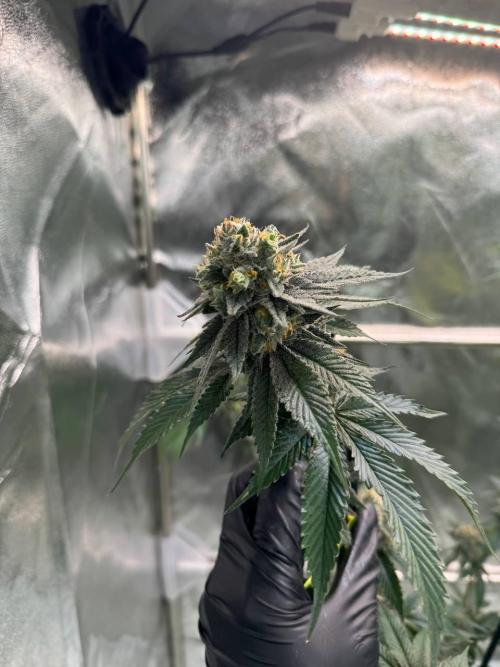 Biscotti x OZX. Week 19