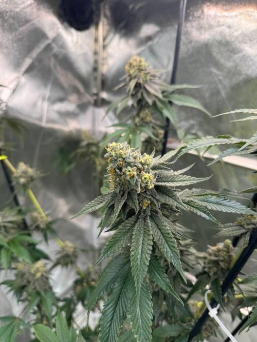 Biscotti x OZX. Week 19