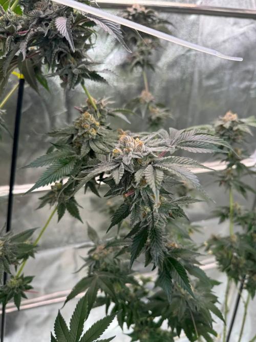 Biscotti x OZX. Week 19